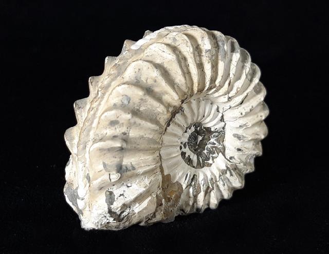 Pleuroceras spinatum (BRUGUIRE 1789) - Bild © FossNet FossilienStore